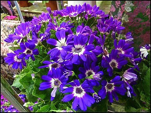 菊科-富貴菊04.jpg
