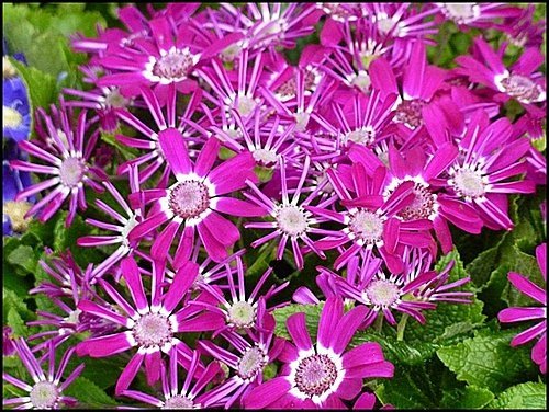 菊科-富貴菊07.jpg