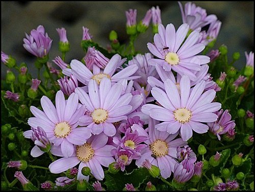 菊科-富貴菊08.jpg