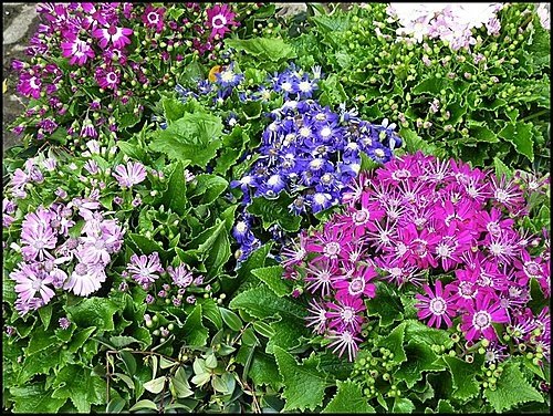 菊科-富貴菊13.jpg