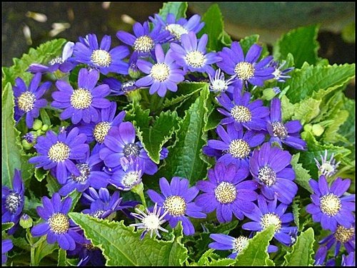 菊科-富貴菊10.jpg