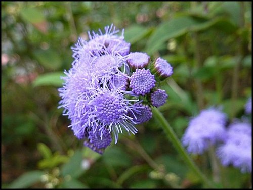 菊科-紫花藿香薊14.jpg