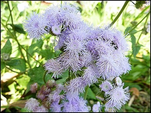 菊科-紫花藿香薊20.jpg