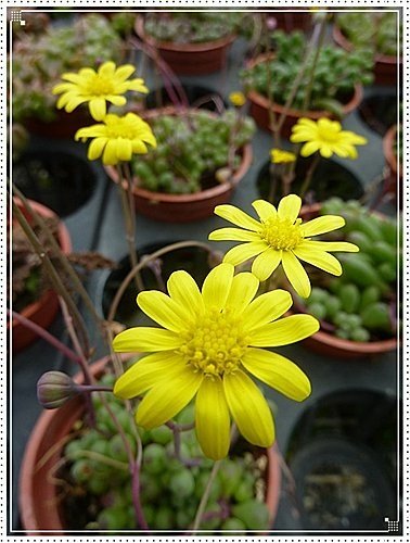 菊科-黃花新月01.jpg