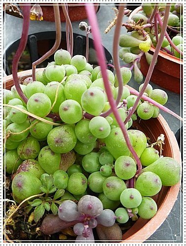 菊科-黃花新月02.jpg
