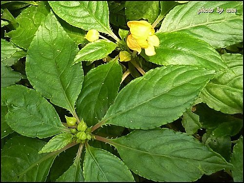 鳳仙花科-非洲鳳仙花(叢林金黃)02.jpg