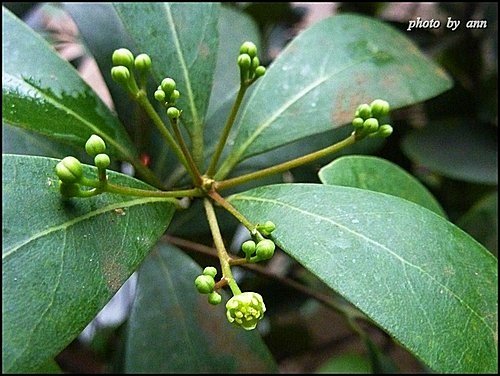 樟科-恆春楨楠01.jpg