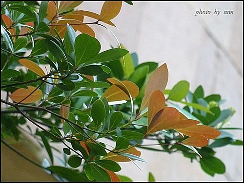 樟科-恆春楨楠07.jpg
