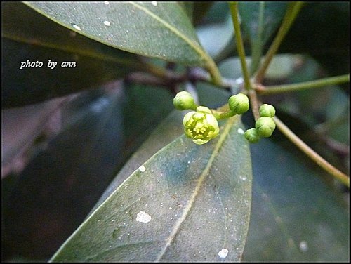 樟科-恆春楨楠16.jpg