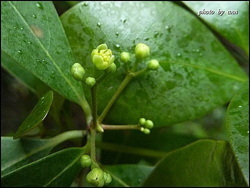 樟科-恆春楨楠17.jpg