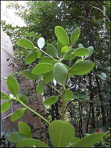 樟科-恆春楨楠21.jpg