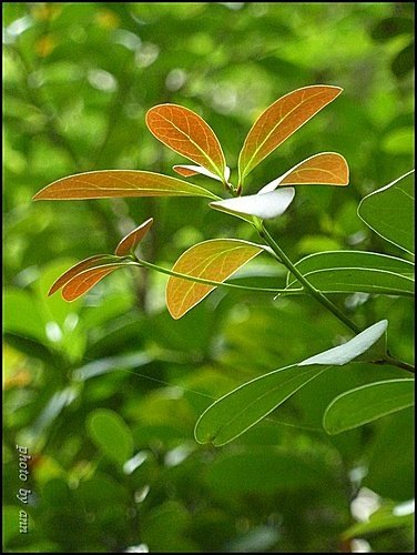 樟科-恆春楨楠22.jpg