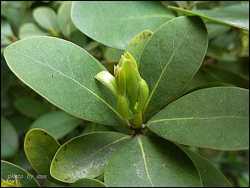 樟科-恆春楨楠04.jpg