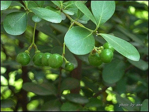 樟科-恆春楨楠24.jpg