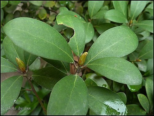 樟科-恆春楨楠03.jpg