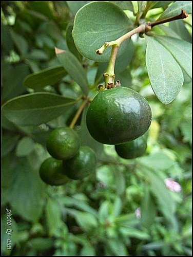 樟科-恆春楨楠28.jpg