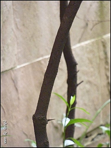 樟科-恆春楨楠29.jpg