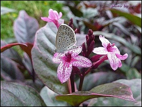 爵床科-紫葉擬美花01.jpg