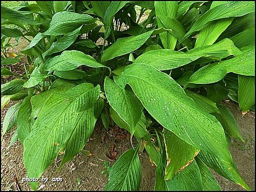 薑科-薑黃12.jpg