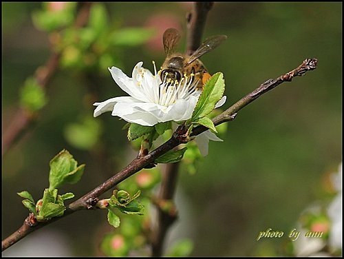 薔薇科-郁李05.jpg