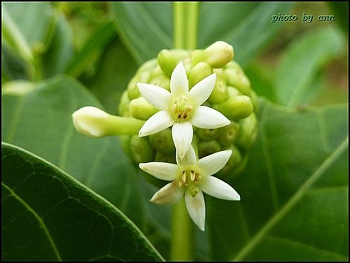 茜草科-檄樹(諾麗果)01.jpg