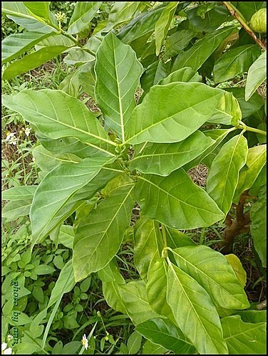 茜草科-檄樹(諾麗果)02.jpg