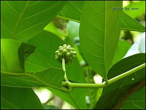 茜草科-檄樹(諾麗果)03.jpg