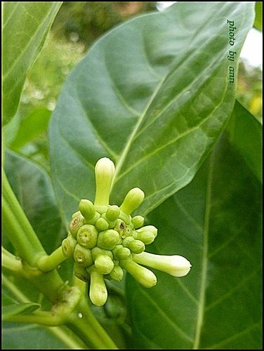 茜草科-檄樹(諾麗果)04.jpg