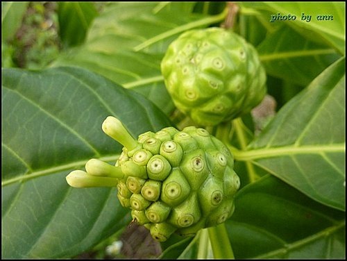 茜草科-檄樹(諾麗果)05.jpg