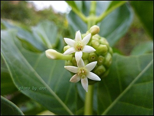 茜草科-檄樹(諾麗果)06.jpg