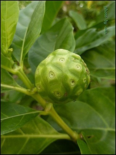 茜草科-檄樹(諾麗果)07.jpg