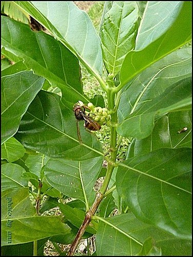 茜草科-檄樹(諾麗果)08.jpg