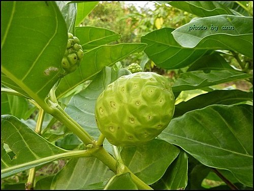 茜草科-檄樹(諾麗果)09.jpg