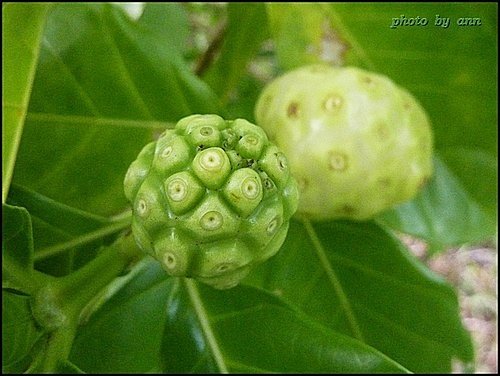 茜草科-檄樹(諾麗果)10.jpg