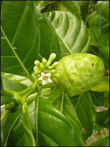 茜草科-檄樹(諾麗果)11.jpg