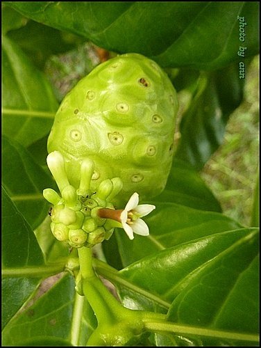 茜草科-檄樹(諾麗果)12.jpg