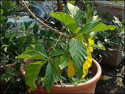 茜草科-檄樹(諾麗果)14.jpg