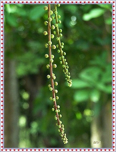 玉蕊科-穗花棋盤腳03.jpg