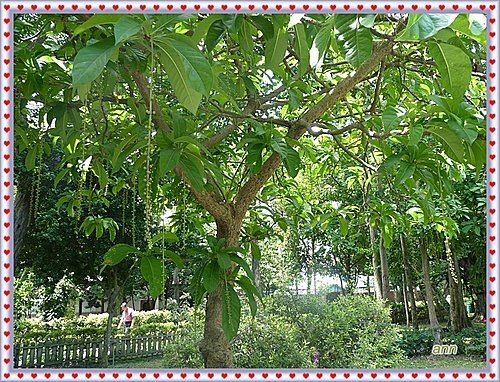 玉蕊科-穗花棋盤腳04.jpg