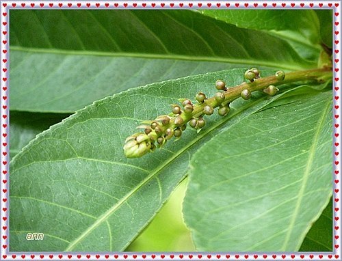 玉蕊科-穗花棋盤腳02.jpg
