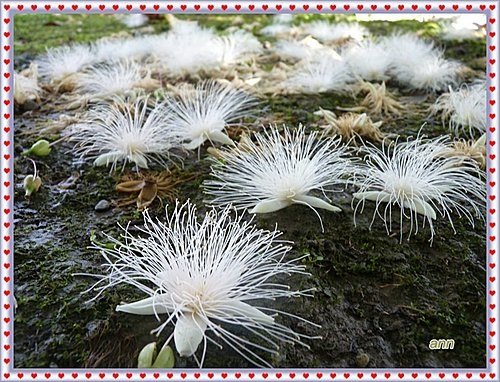 玉蕊科-穗花棋盤腳05.jpg