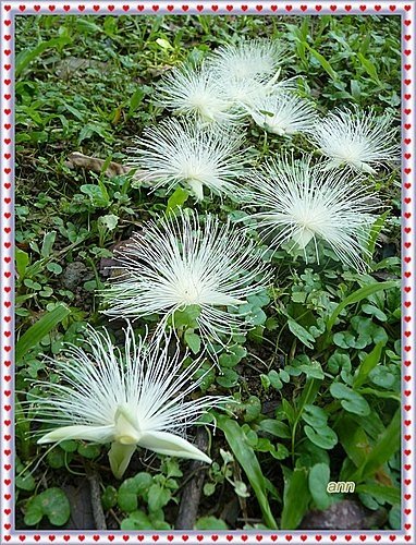 玉蕊科-穗花棋盤腳06.jpg