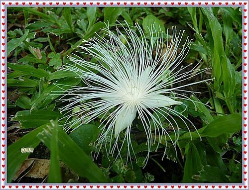 玉蕊科-穗花棋盤腳07.jpg
