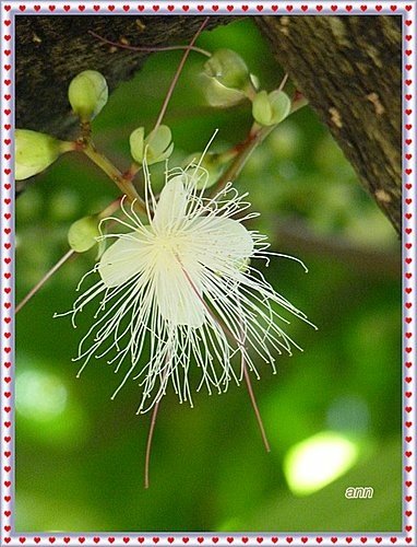 玉蕊科-穗花棋盤腳10.jpg