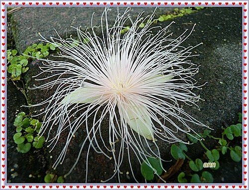 玉蕊科-穗花棋盤腳13.jpg