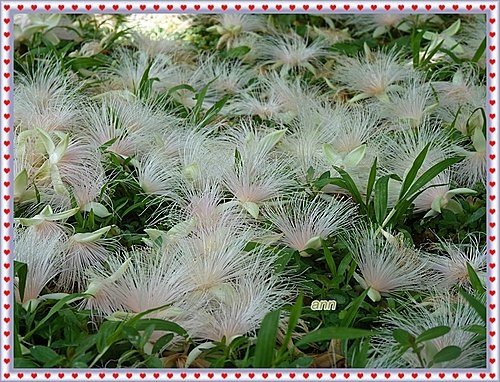 玉蕊科-穗花棋盤腳14.jpg