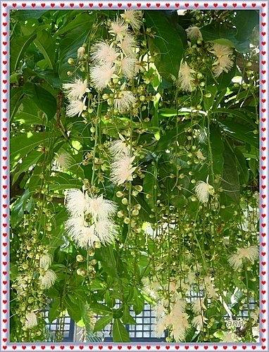 玉蕊科-穗花棋盤腳15.jpg