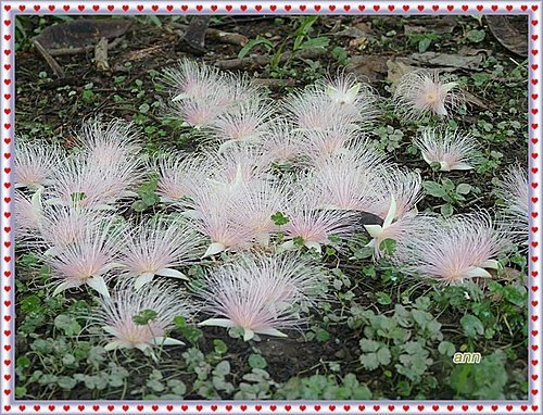 玉蕊科-穗花棋盤腳16.jpg