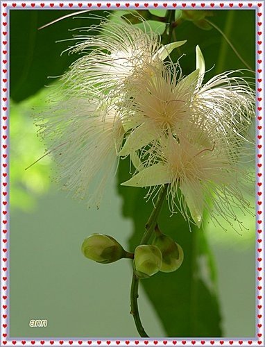 玉蕊科-穗花棋盤腳19.jpg
