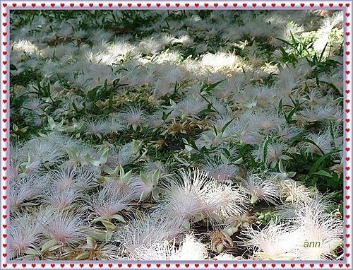 玉蕊科-穗花棋盤腳22.jpg